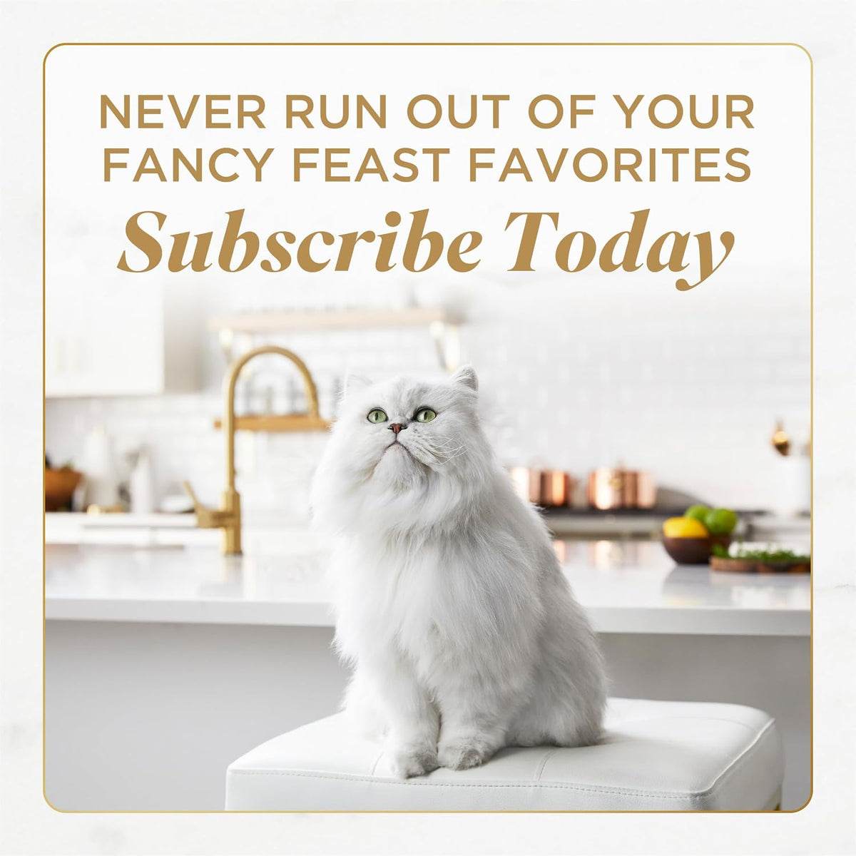 Purina_Fancy_Feast_Petites_Gravy_Wet_Cat_Food_Variety_Pack,_2.8_oz,_24-Pack