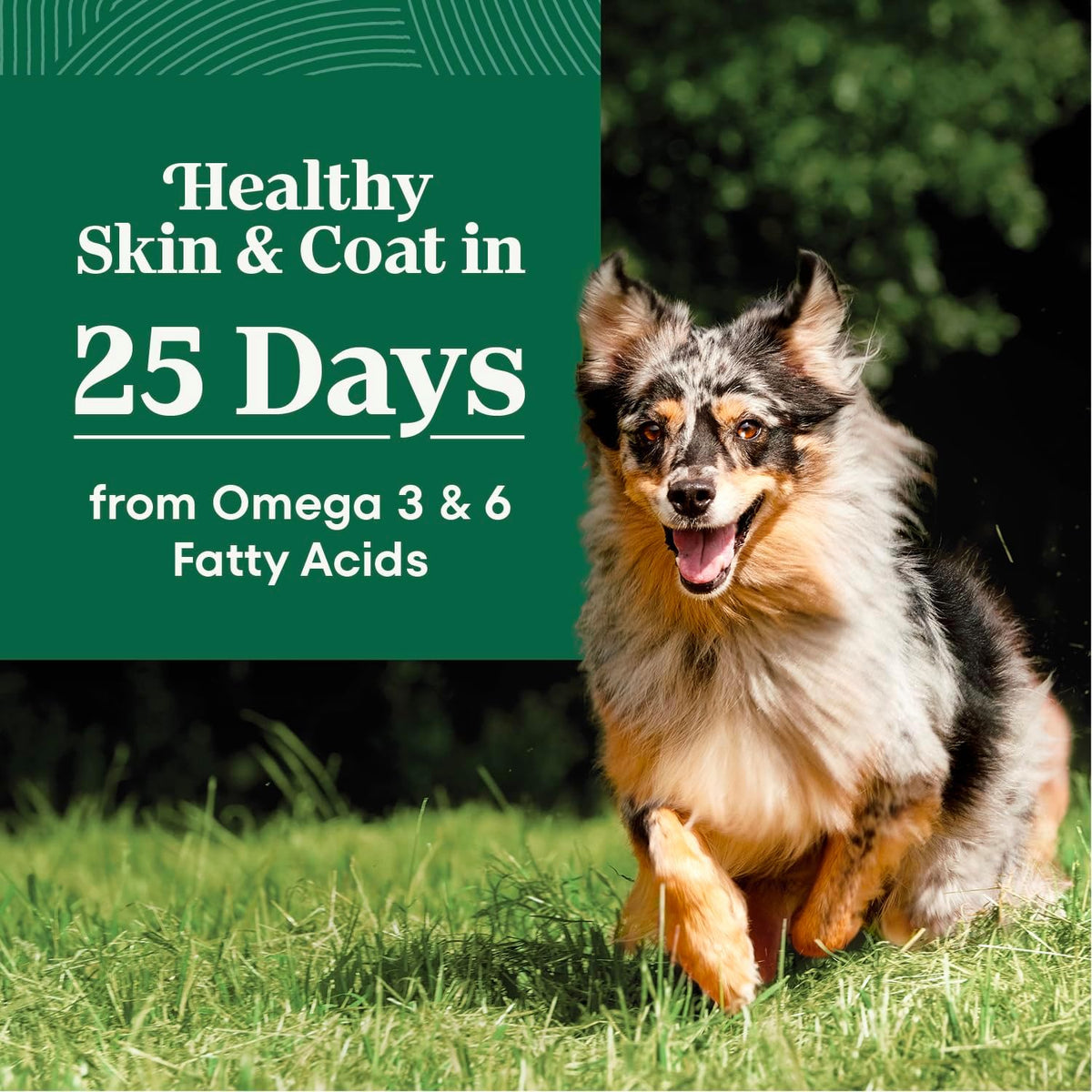 Nutro_Natural_Choice_Adult_Dry_Dog_Food,_Chicken_&_Brown_Rice_Recipe,_30_lb